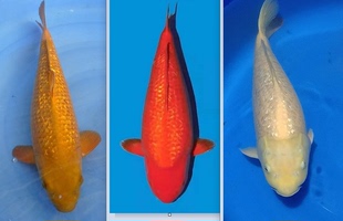 进口种鱼纯血统赤目芥子锦鲤水花银鳞茶鲤观赏鱼活体小鱼苗