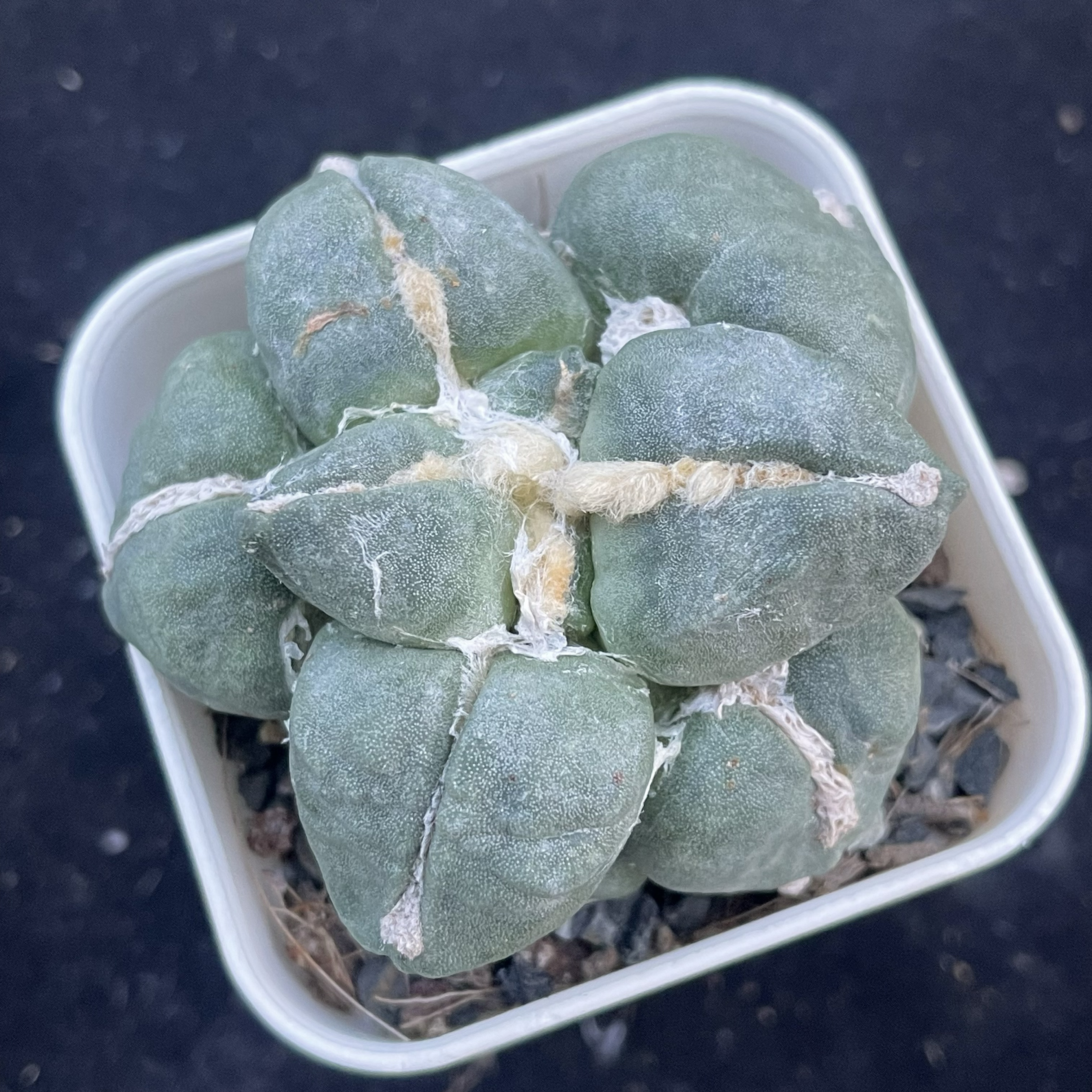 蛋疣中筋 自根萝卜根一物一拍无刺开花多肉植物盆栽室内阳台绿植