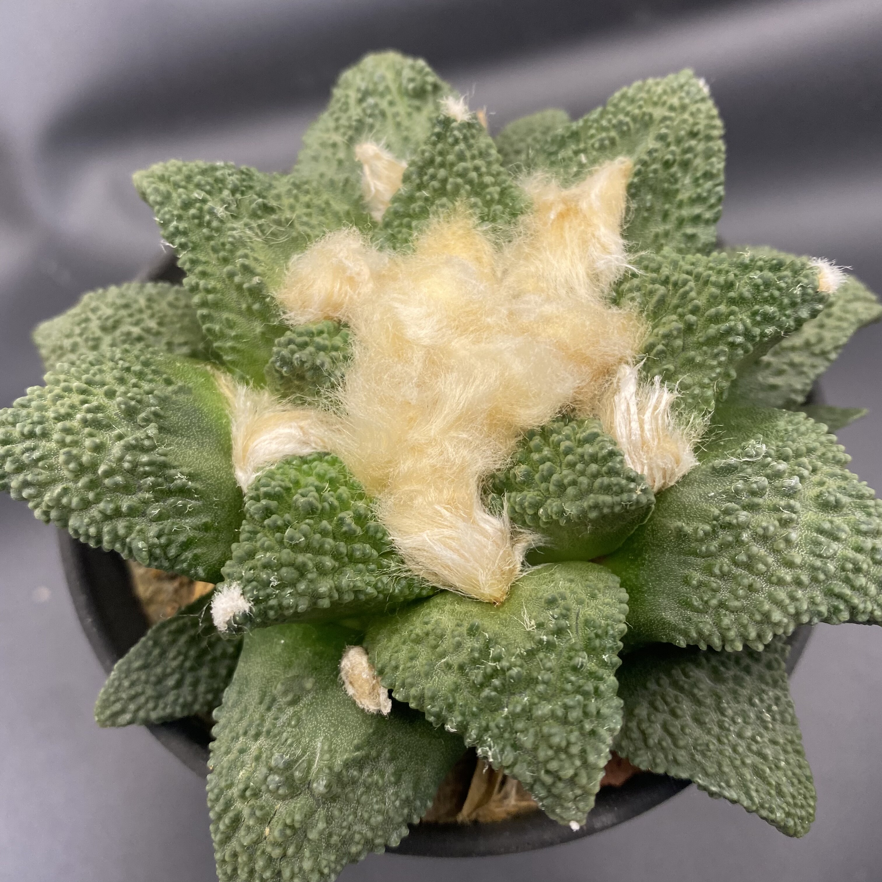 大疣哥怒牡丹 实生 哥斯拉怒涛 优选种 多肉植物仙人球
