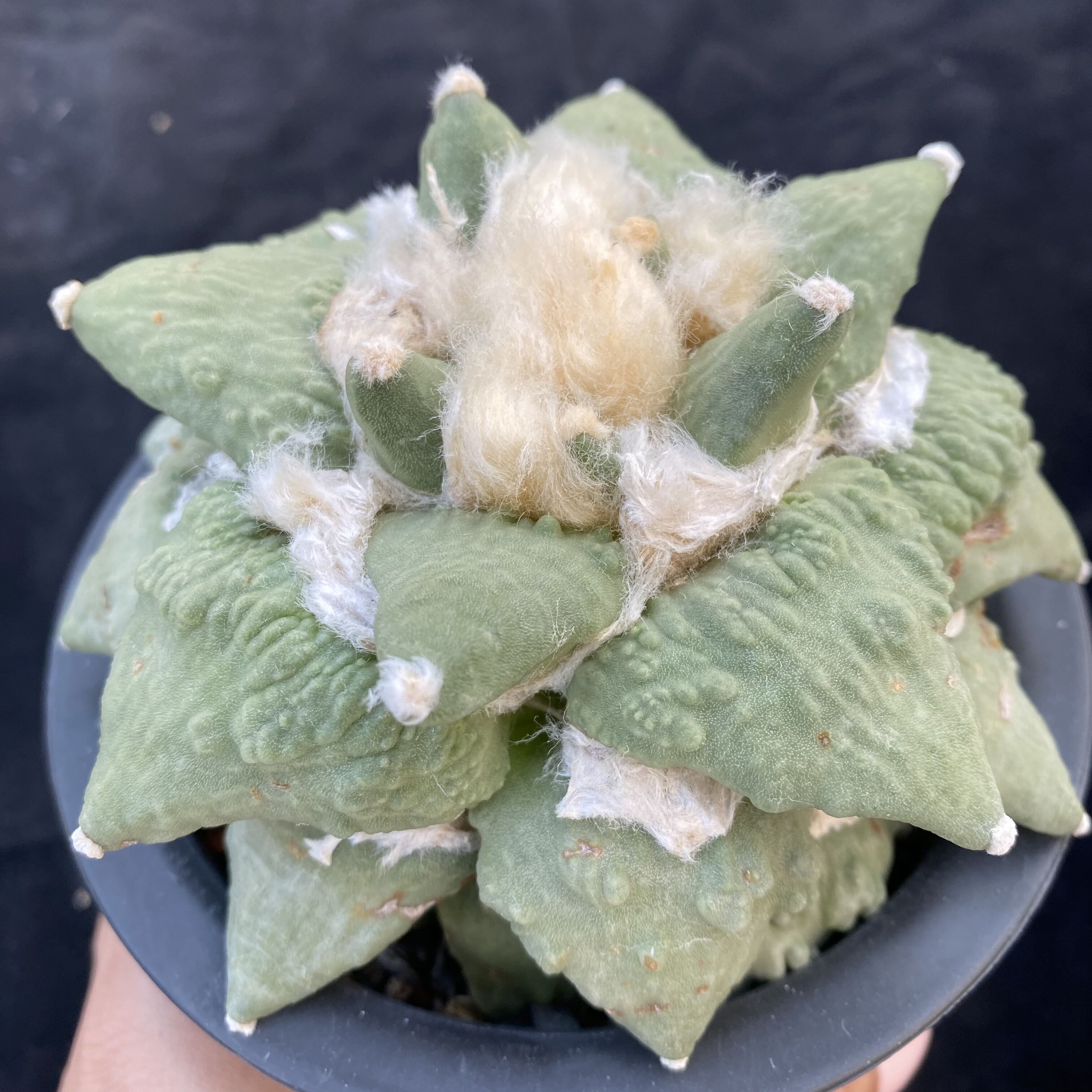 怒涛牡丹 实生苗自根2年 多肉植物仙人球 一物一拍