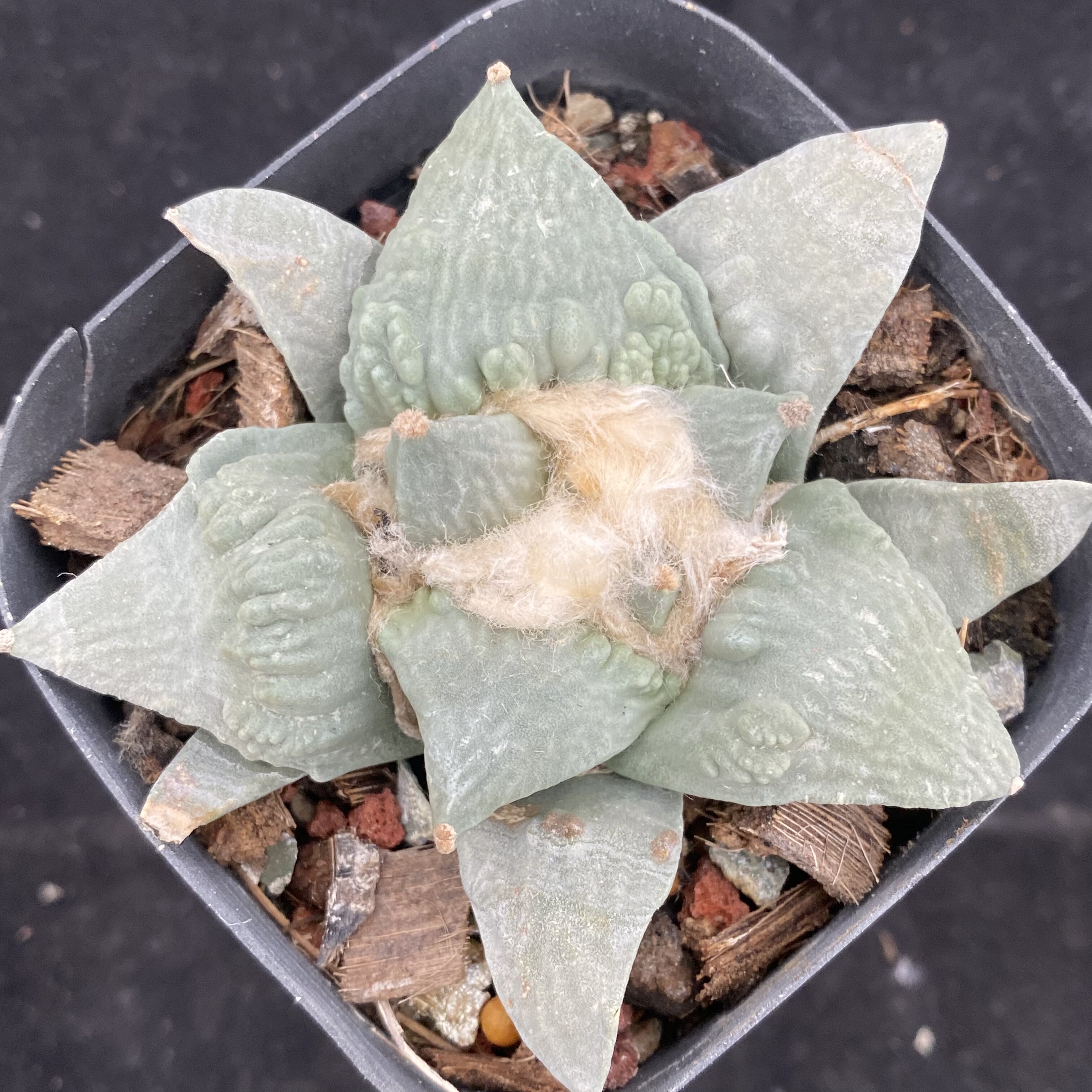 青瓷怒涛牡丹 实生 多肉植物仙人球一物一拍