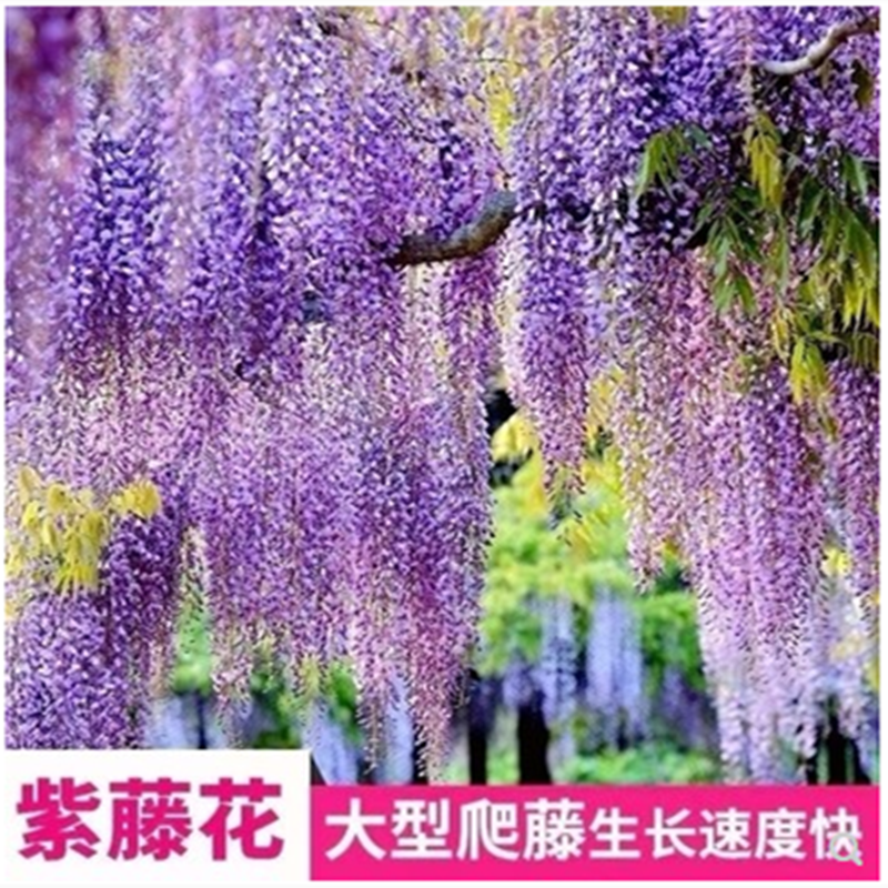 爬藤植物树苗四季开花