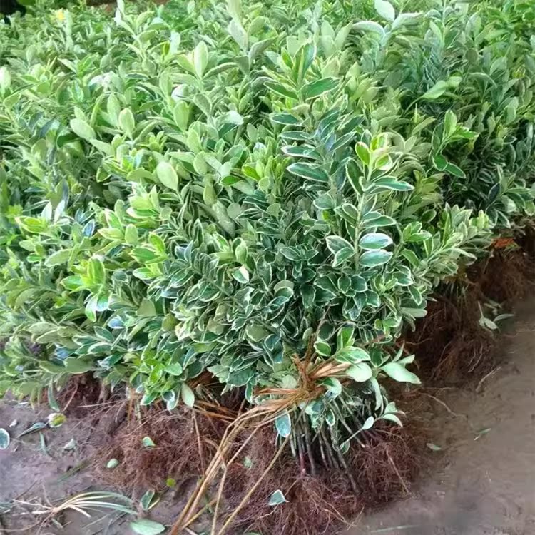 四季常青观叶耐寒金边黄杨苗 金变冬青庭院绿化 绿篱色地篱笆植物