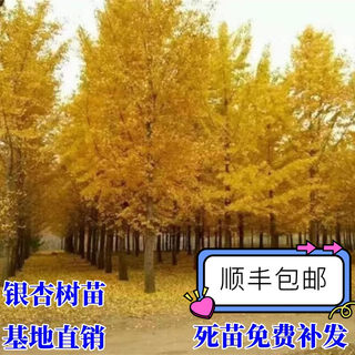 金叶银杏树苗白果活苗庭院别墅绿化苗木行道树银杏大树南北方种植