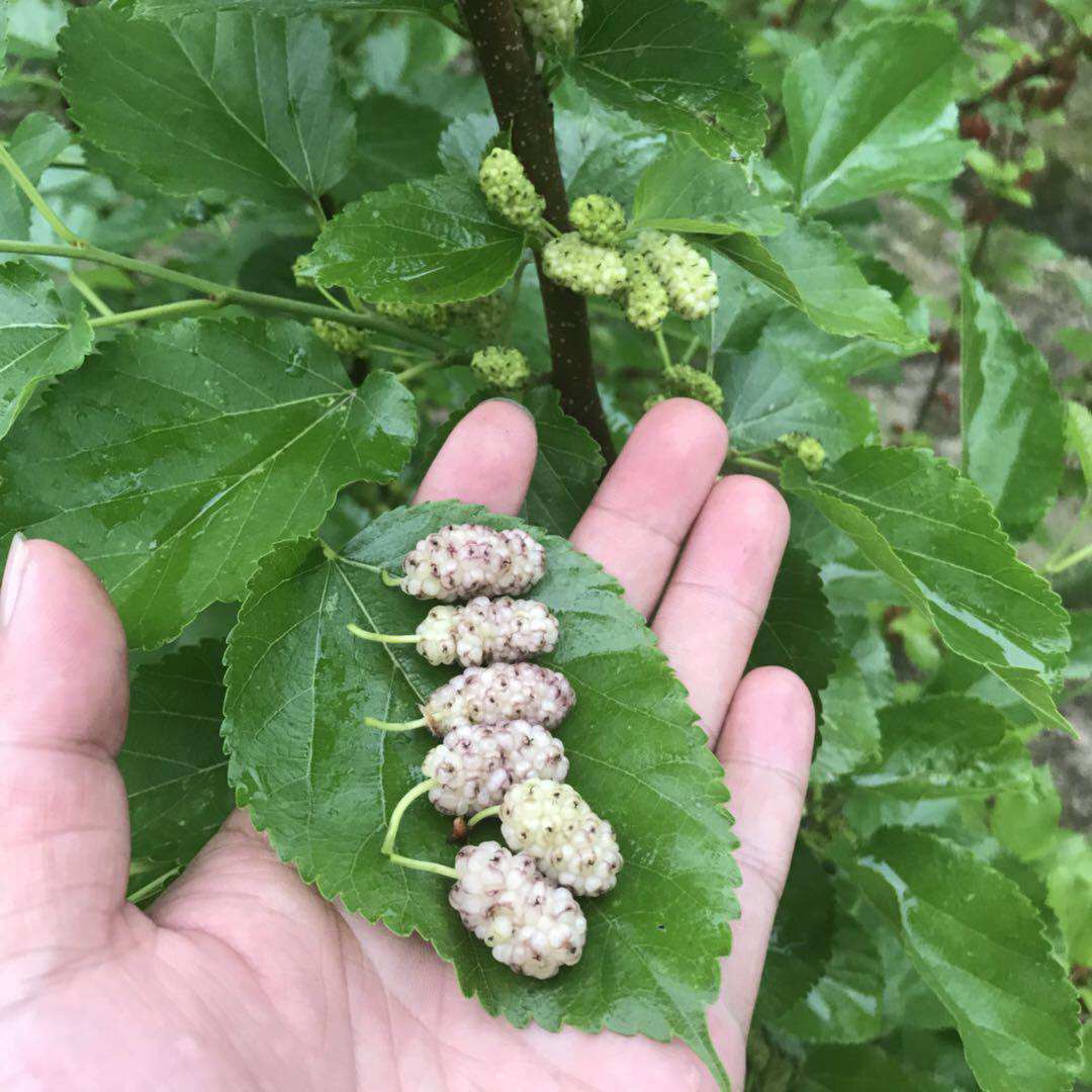大白珍珠果桑苗桑树苗桑葚苗白果桑桑葚树苗