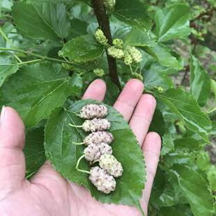 果桑大白珍珠果桑苗桑树苗桑葚苗白果桑桑葚树苗