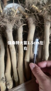 强桑1号蚕桑苗农桑14号桑树苗养蚕大叶桑嫁接苗地栽盆栽大叶蚕桑