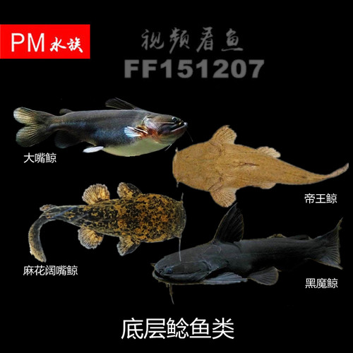 大嘴鲸价格 大嘴鲸图片 星期三