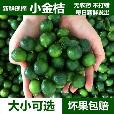 新鲜小金桔现货1斤5奶茶专