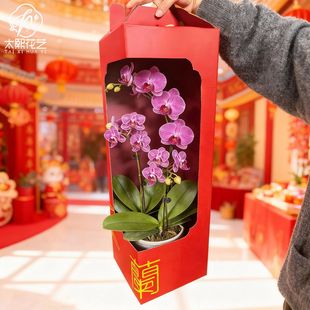 高档蝴蝶兰礼盒包装纸箱手提盒花卉专用加厚春节年宵花盆栽打包盒