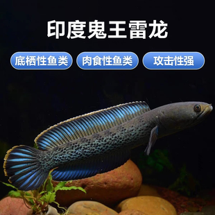 蓝宝石巴卡二型鬼王雷龙鱼热带鱼观赏鱼冷水鱼凶猛淡水活体雷龙鱼