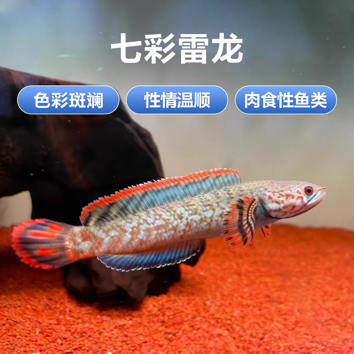 七彩雷龙鱼观赏鱼冷水鱼龙鱼