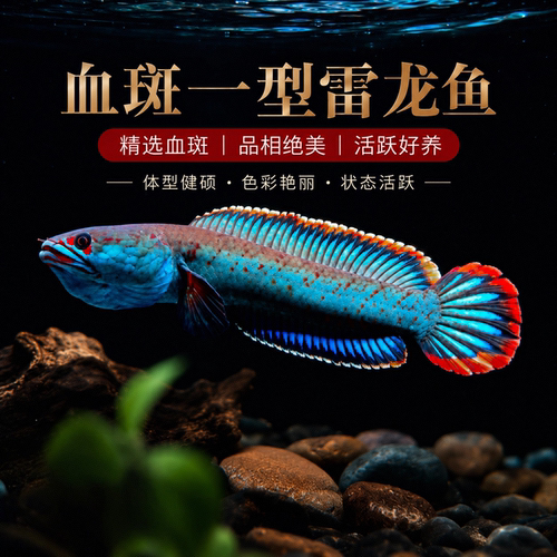 小型血斑一型奶茶七彩雷龙鱼淡水