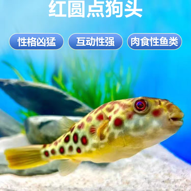 红圆点狗头皇冠狗头活体观赏鱼网红气泡鱼淡水河豚鱼中大型鱼