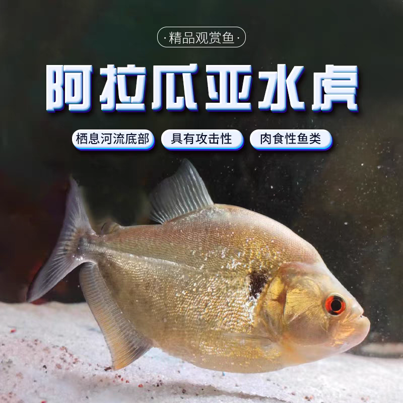 秘鲁黑食旧金山黄钻胭脂普黑钻黑单养热带肉食性凶猛鱼观赏鱼特价
