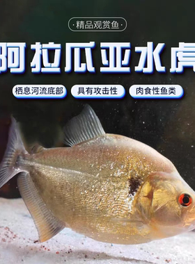 秘鲁黑食旧金山黄钻胭脂普黑钻黑单养热带肉食性凶猛鱼观赏鱼特价