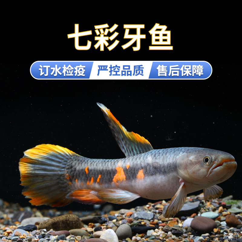 肉食性活体凶猛七彩牙鱼小型牙鱼