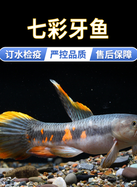 七彩牙鱼活体橙腹牙鱼南美奥黑牙鱼枯木牙鱼黑线加拉辛肉食性猛鱼