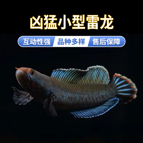 阿萨姆奶茶七彩血斑一型雷龙鱼
