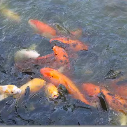 年年有鱼锦锂鱼群鲜活海报图片素材相机拍摄高清图库宣传定做物料