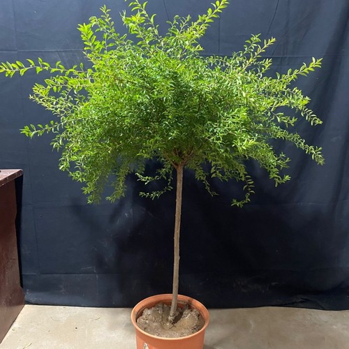 雪柳喷雪花苗春季庭院耐寒多花