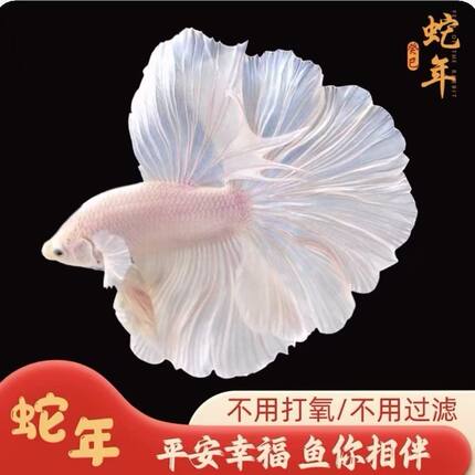 【自来水养】精品泰国斗鱼红色系半月超美小型网红宠物热带观赏鱼