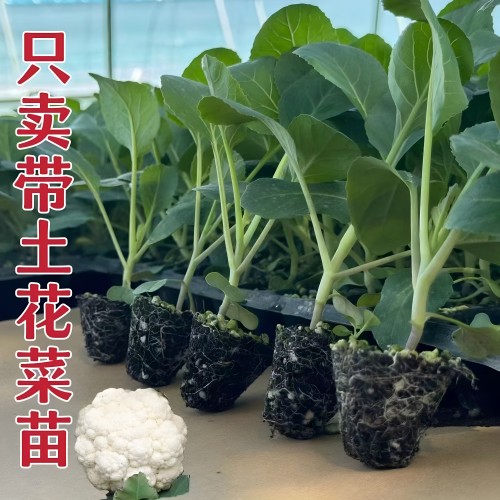 松花菜带土秧苗阳台盆栽四季播