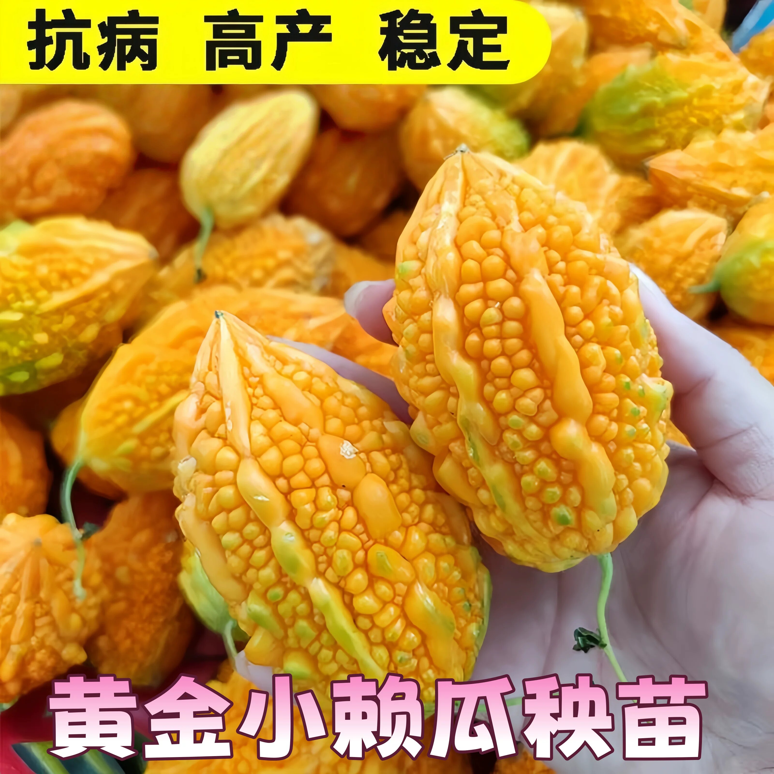 黄金小赖瓜种苗高产稳定抗病种苗瓜苗苗癞赖葡萄金铃子苗秧苗带土