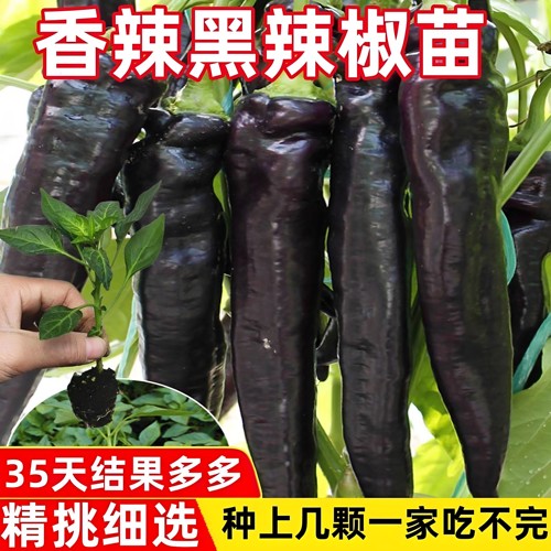 香辣黑辣椒苗带土球四季高产盆栽