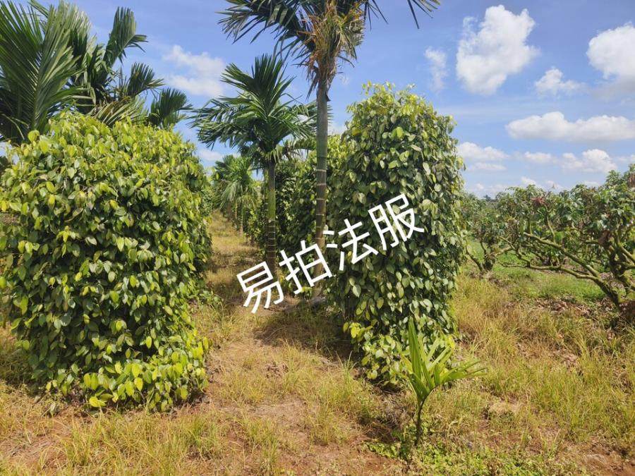 12月31日海口1809.73亩林地使用权及地上附作物网络拍卖公告