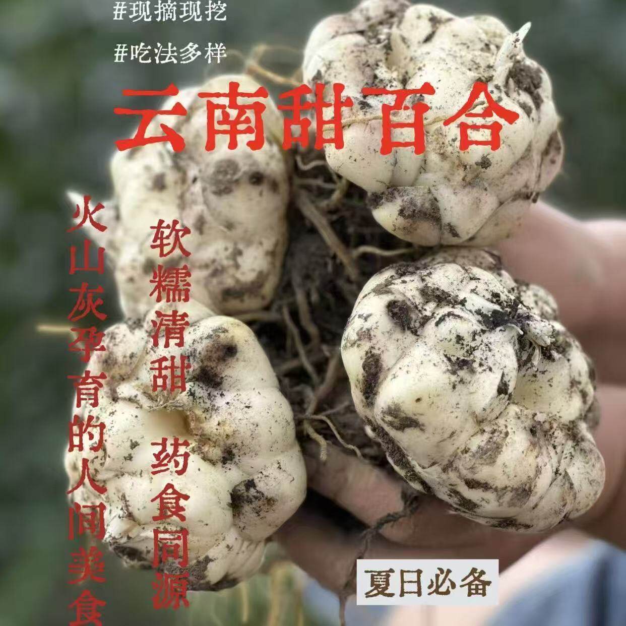 腾冲新鲜百合云南农家糯百合当天现挖5斤包邮火山灰种植A级大果
