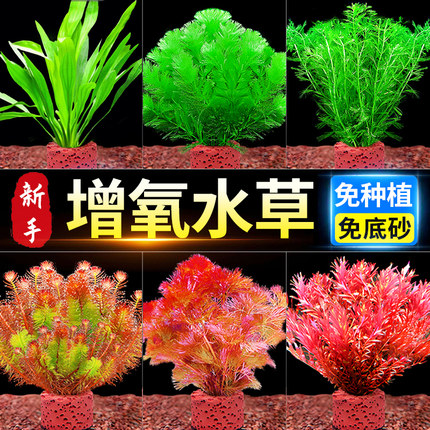 水草植物真草造景火山石鱼缸增氧水草新懒人装饰造景净化水质生态