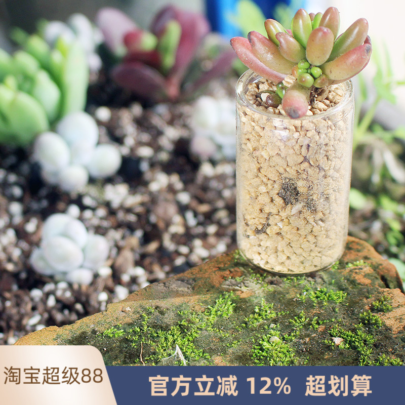 包邮10只迷你小花瓶幼儿园自然植物角装饰水培瓶子微景观玻璃小瓶
