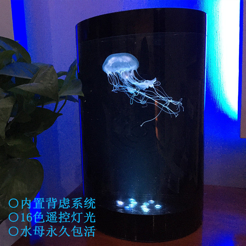 特價包郵圓柱水母缸活體赤月海月大西洋水母情人節生日節日禮物在類目 寵物/寵物食品及用品, 水族世界, 其它水族寵物中 - 來自Buy2taobao.com提供專業的淘寶代購服務