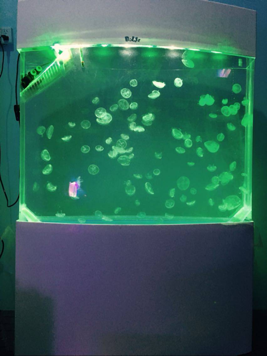双弧水母缸方型双弧观赏大型水母缸屏风活体海月赤月水母