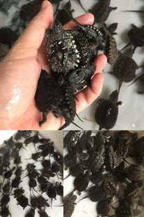 爆刺纯佛杂佛鳄龟小鳄龟乌龟观赏鳄龟宠物龟淡水龟肉食龟凶猛