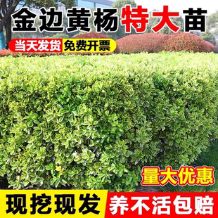 小叶黄杨苗瓜子园林绿化树苗南方北方种植黄杨庭院地栽盆栽黄杨球