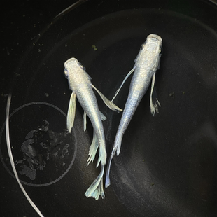 观背青鳉天使之翼观赏鱼冷水鱼小型锦鲤金鱼淡水鱼不打氧好养活体