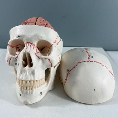 教学医学人体头颅骨可拆卸