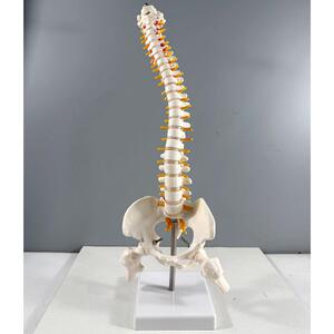 45CM白色人体脊椎模型骨骼腰椎颈椎带骨盆股骨尾骨脊柱正骨模型
