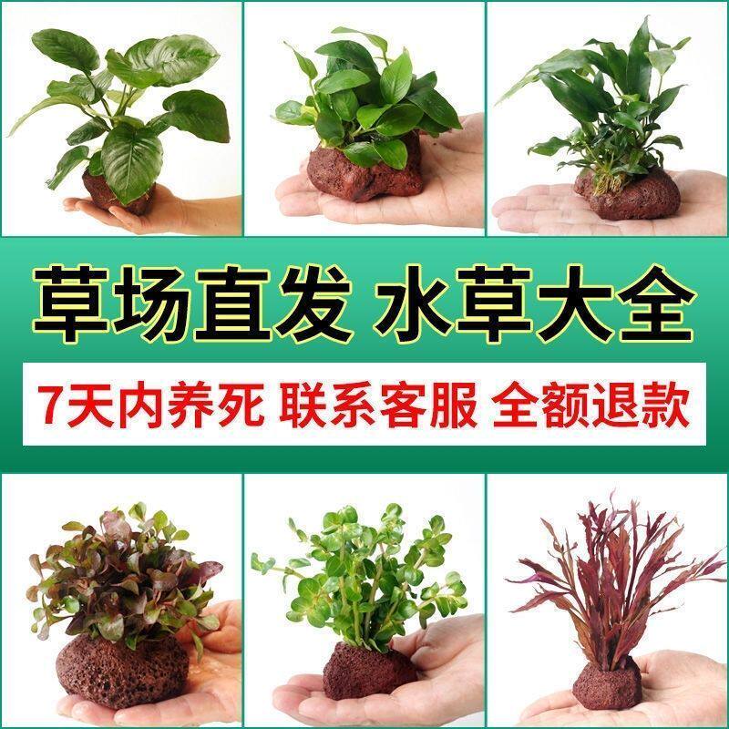 鱼缸专用装饰新型摆鱼缸水草植物造景净化水质火山制氧水草蜈蚣草