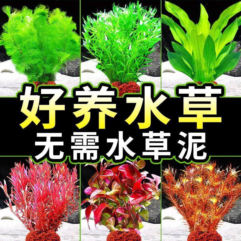 鱼缸水草植物造景净化水质火山制氧水草鱼缸专用懒人装饰新型摆件