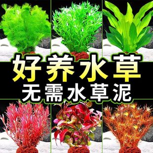 鱼缸水草植物造景净化水质火山制氧水草鱼缸专用懒人装饰新型摆件