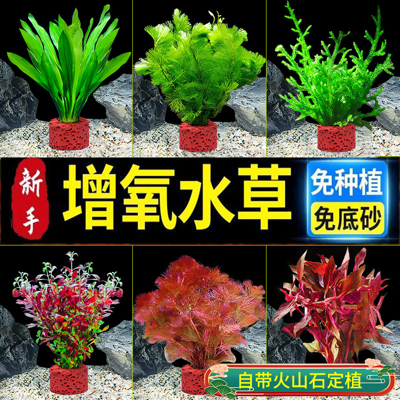 水草植物造景净化水质火山制氧水草蜈蚣草鱼缸专用装饰新型摆鱼缸