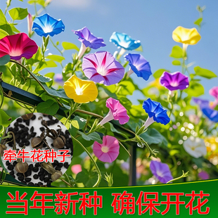 大牵牛花种子爬藤植物攀援室内阳台四季种植开花复绿喇叭花卉种籽