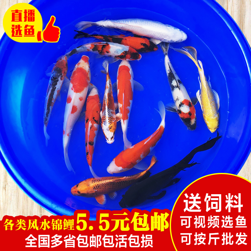 风水观赏冷水鱼锦鲤活体金鱼小金鱼纯种红白大正三色龙凤淡水包邮