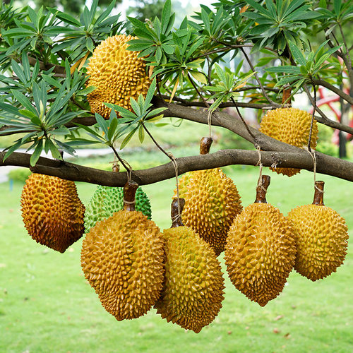 仿真假榴莲模型道具装饰