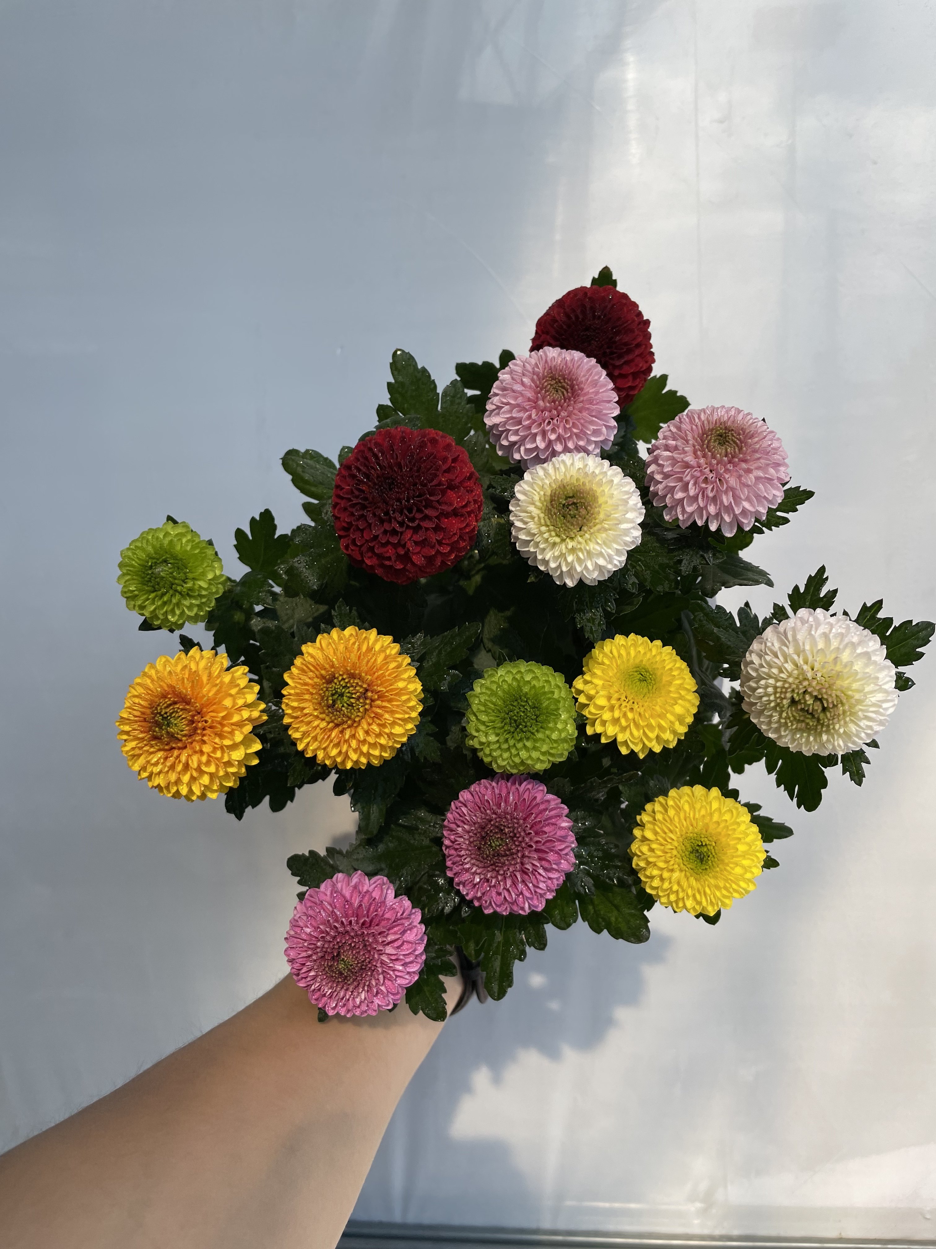 (七龙珠)彩色乒乓菊盆栽四季开花重瓣球型成品花苗耐寒好养花卉