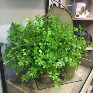 新款仿真香菜草芹菜叶绿植物墙插花装饰配材盆栽搭配鸡爪榕塑料草