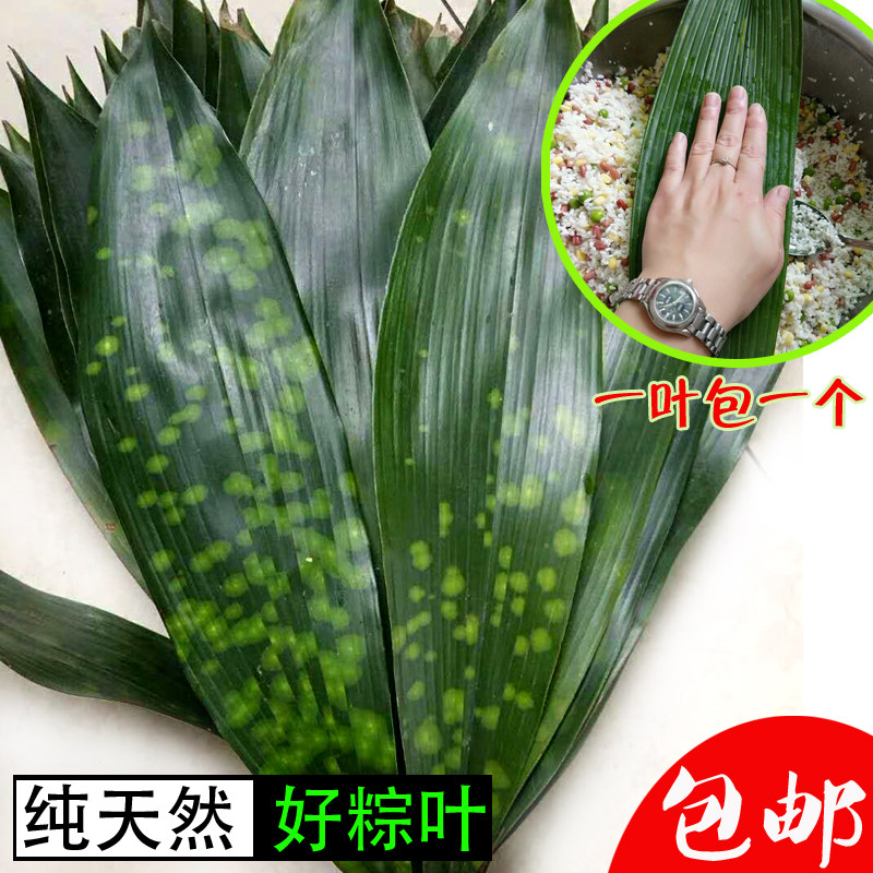 免邮特产100张大云南花粽子叶正宗新鲜四川粽叶一叶兰非竹芦苇叶